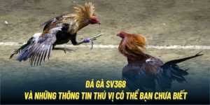 Đá Gà SV368 Và Những Thông Tin Thú Vị Có Thể Bạn Chưa Biết