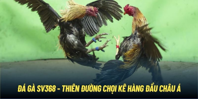 Đá gà SV368 - Thiên đường chọi kê hàng đầu châu Á