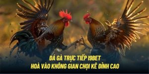 Đá Gà Trực Tiếp I9Bet | Hoà Vào Không Gian Chọi Kê Đỉnh Cao