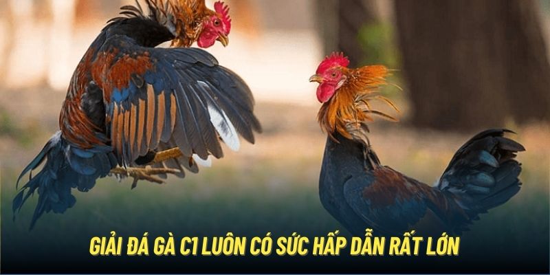 Giải đá gà C1 luôn có sức hấp dẫn rất lớn