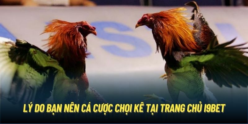 Lý do bạn nên cá cược chọi kê tại trang chủ i9Bet