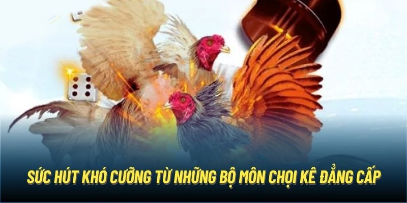 Sức hút khó cưỡng từ những bộ môn chọi kê đẳng cấp